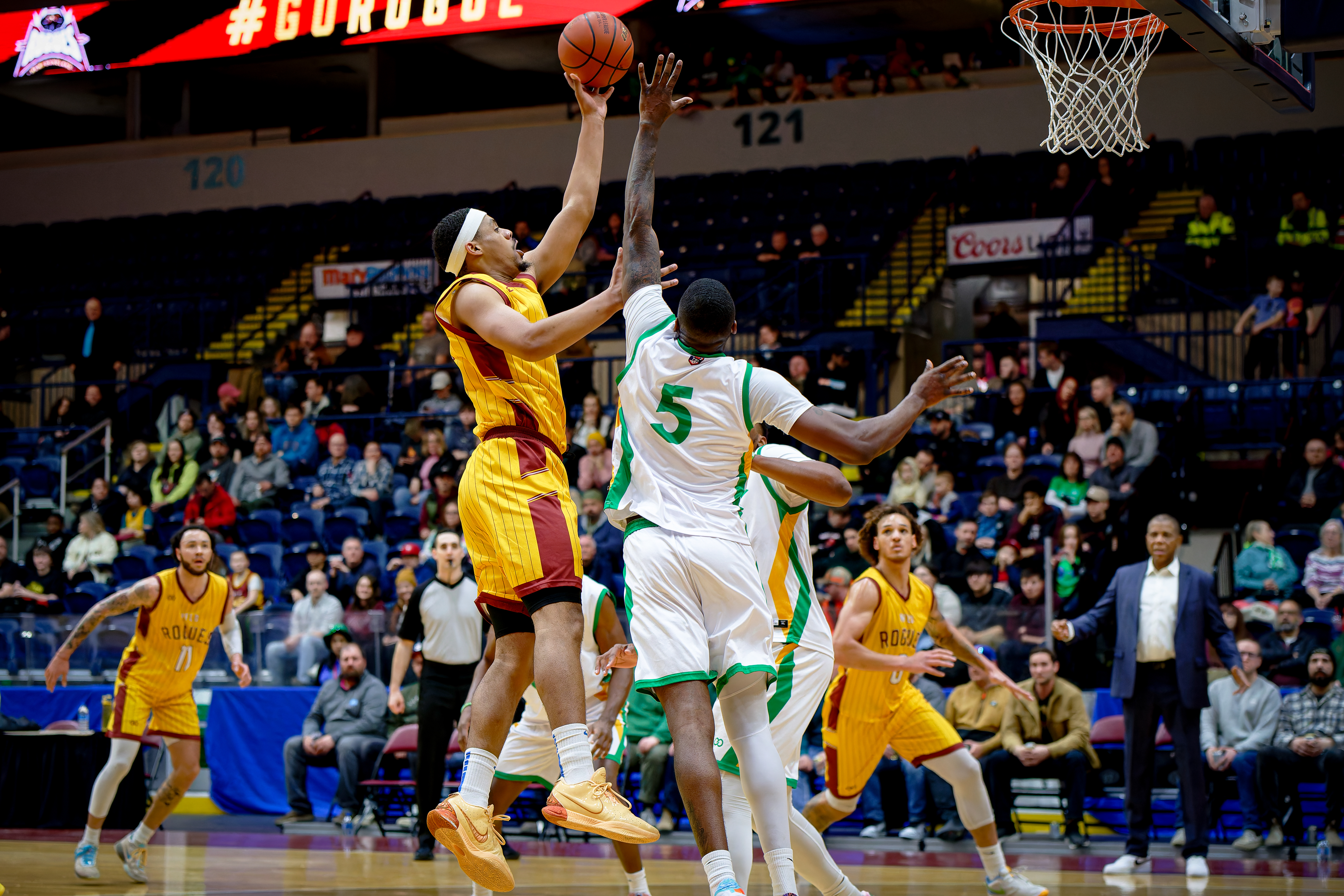 Newfoundland Rogues vs Albany Patroons